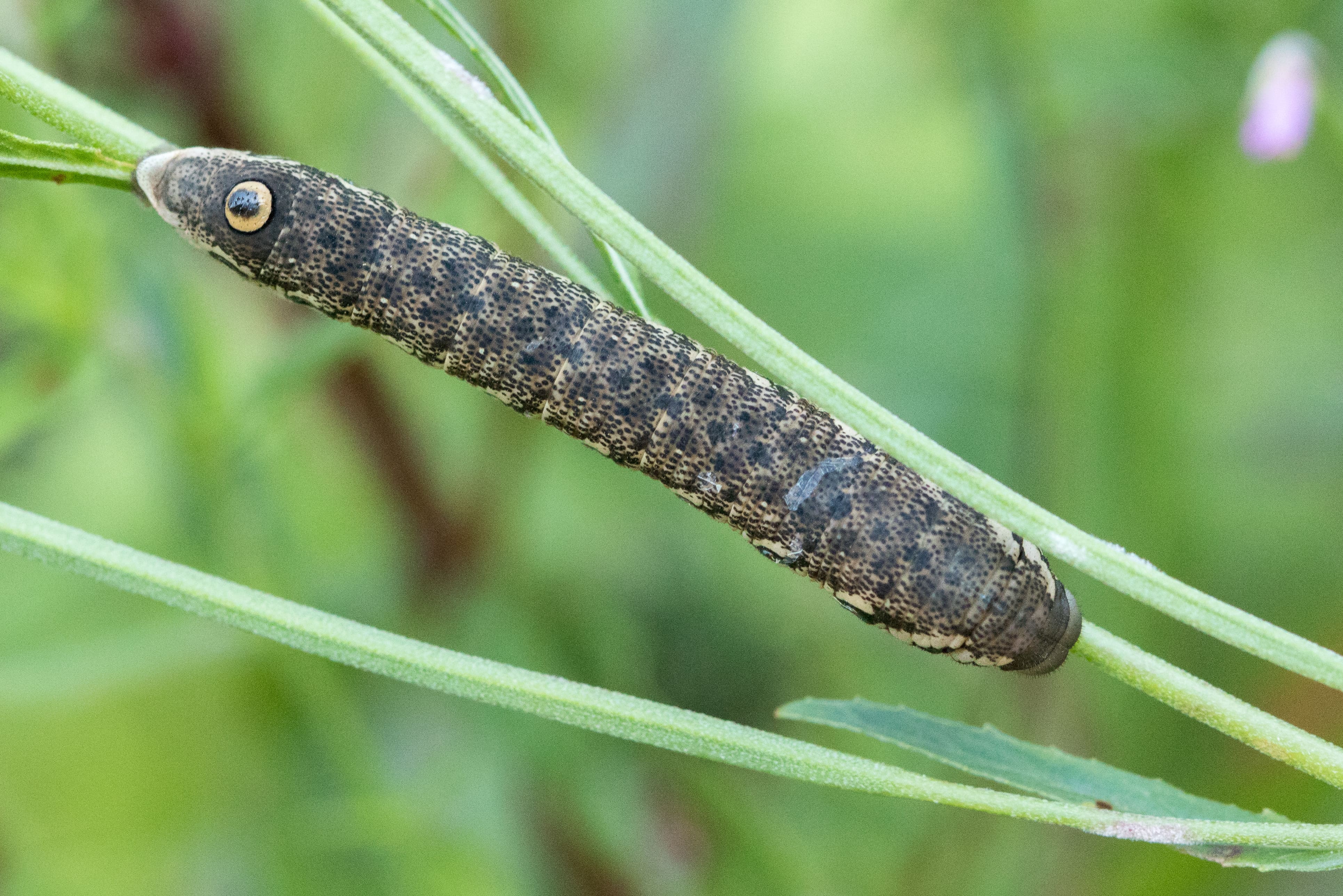 Jurriën van Deijk, Eys, Zd-Limburg, 2 juli 2020